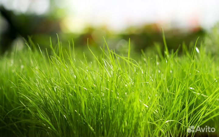 Отдам покос