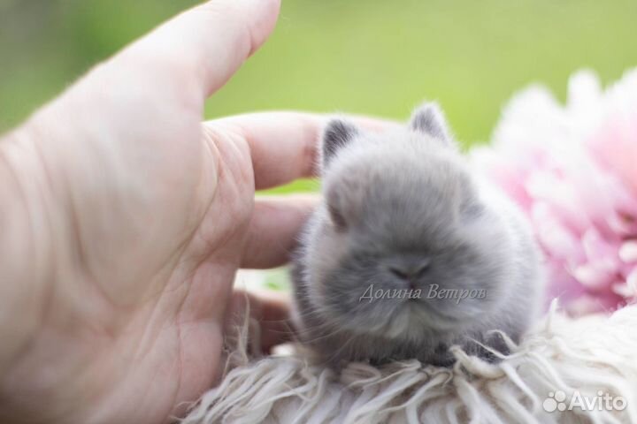 Декоративный кролик минор 200 грамм