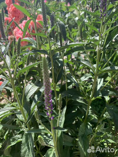 Многолетние садовые цветы