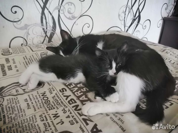 Стерилизованная кошечка