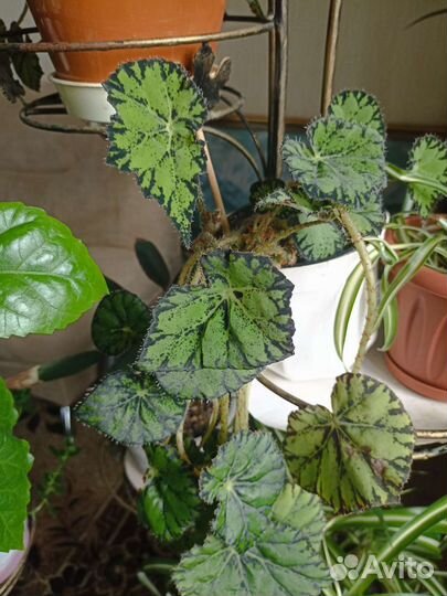 Бегония королевская. Взрослые растения