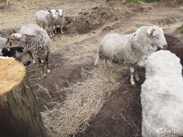 Продам баранов на мясо