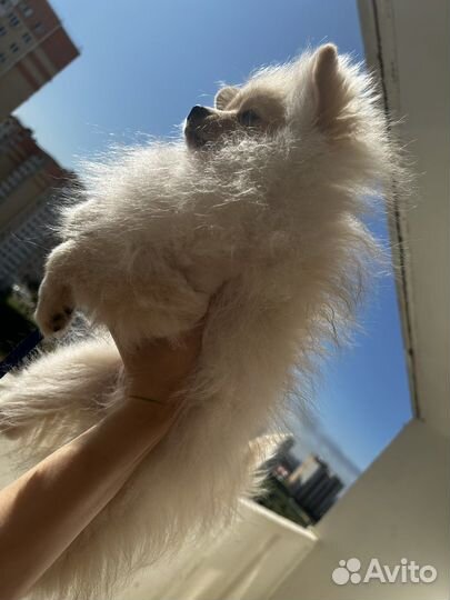 Померанский шпиц медвежьего типа