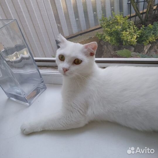Кошечка Стеша