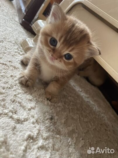 Котенок