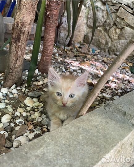 Котята в добрые руки 1 месяц