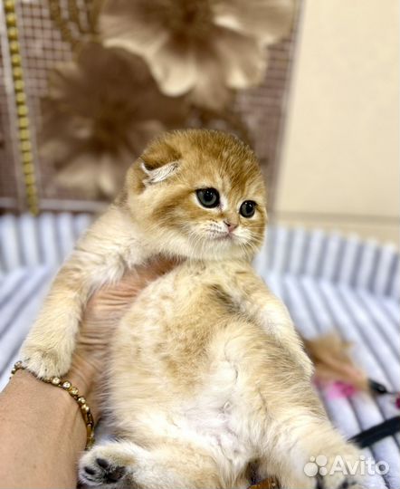 Котята золотая шиншилла