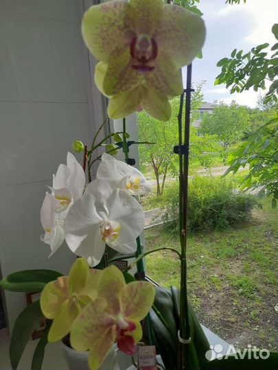 Орхидея