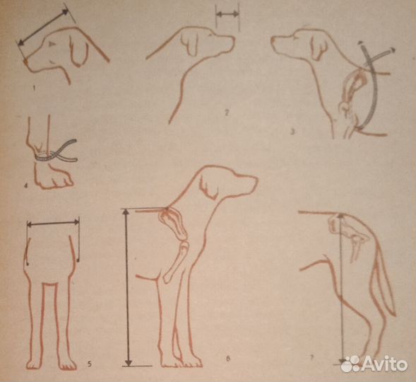 Охотничьи собаки