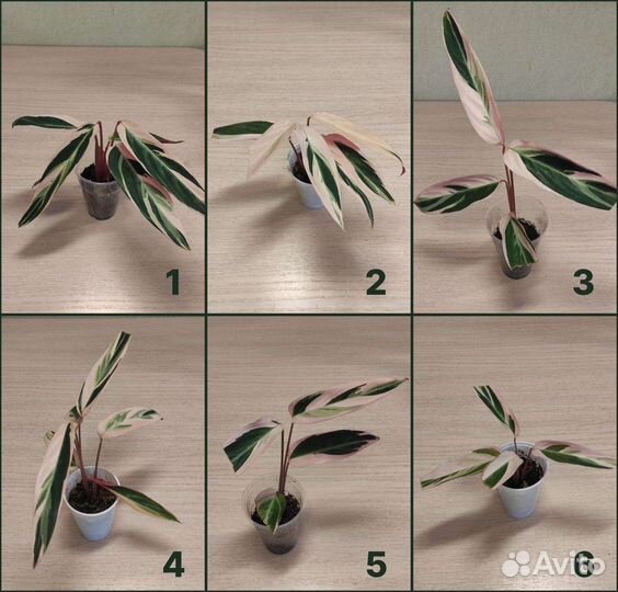 Строманта триколор отростки и другие цветы