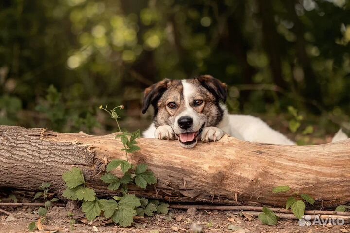 Дружелюбный Дьюк собака из приюта в добрые руки