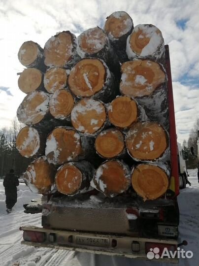 Лес кгруляк опт