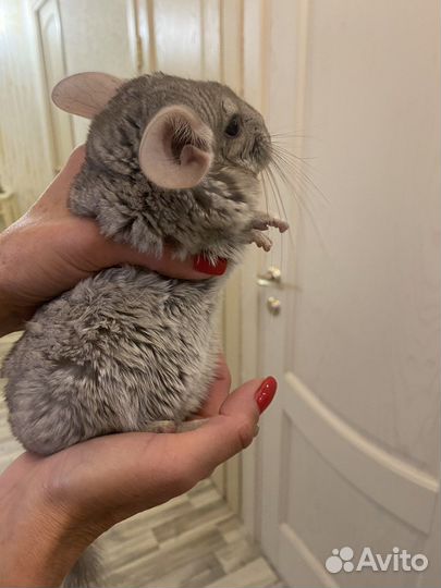 Шиншилла