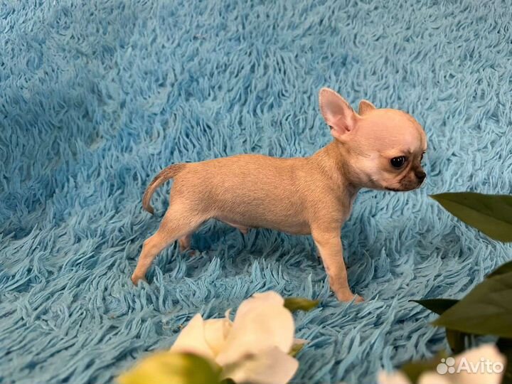 Щенки чихуахуа мини братики