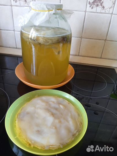 Чайный гриб