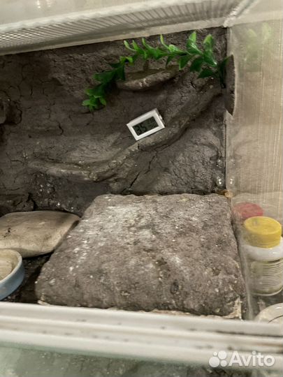 Террариум для эублефара