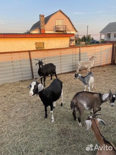 Продаем коз,козлов