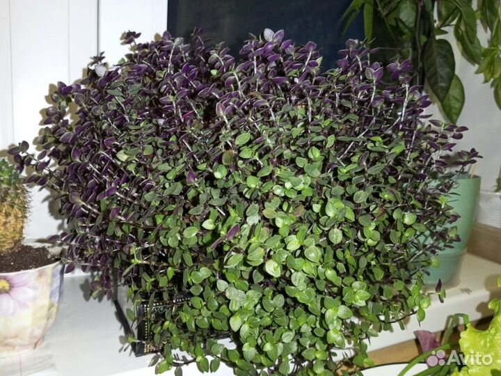 Каллизия ползучая