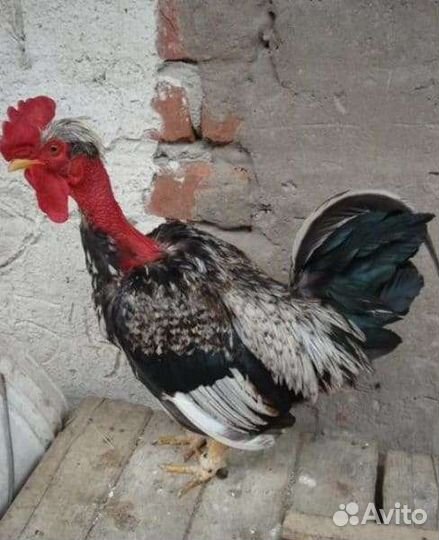 Петухи