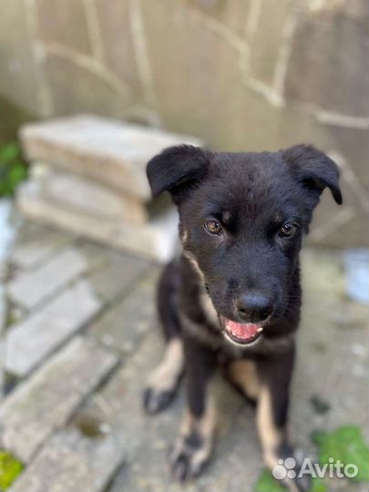 Восточноевропейская овчарка