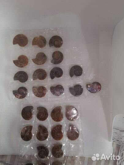 Окаменелости аммониты