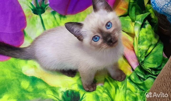 Чистакровные тайские котята