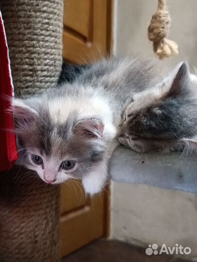 Отдам котенка в добрые руки