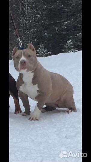 Щенки американского булли (покет)