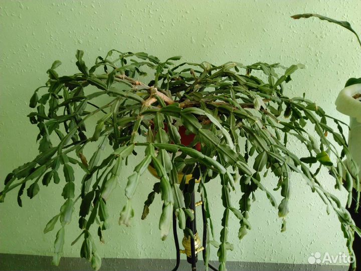 Декабрист шлюмбергера белый большой