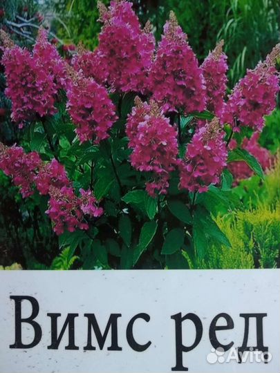 Гортензия метельчатая новинки