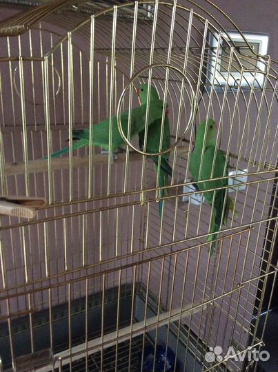 Птенцы кореллы