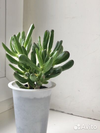 Суккуленты садики и черенки цены в описании