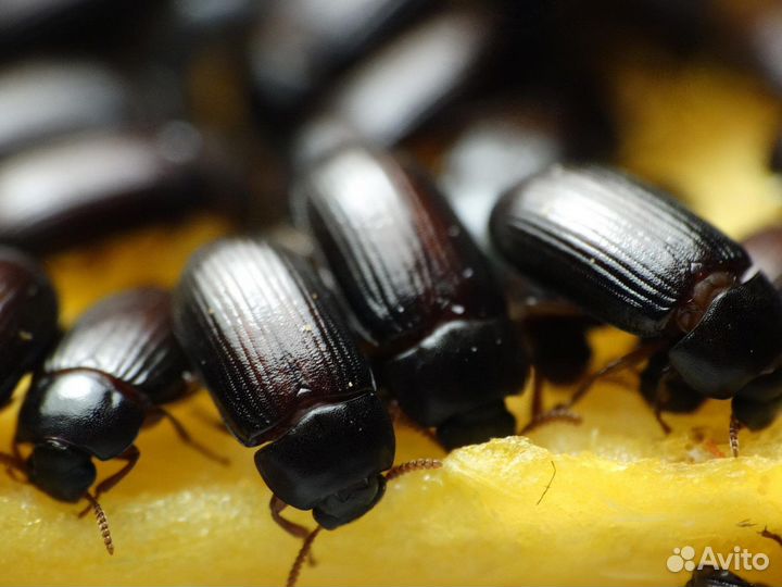 Жук-знахарь (личинки)