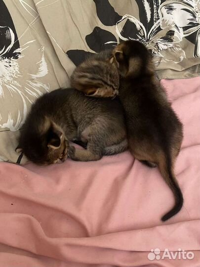 Котята Чаузи