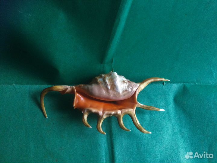 Морская раковина lambis crocata 113.8 мм