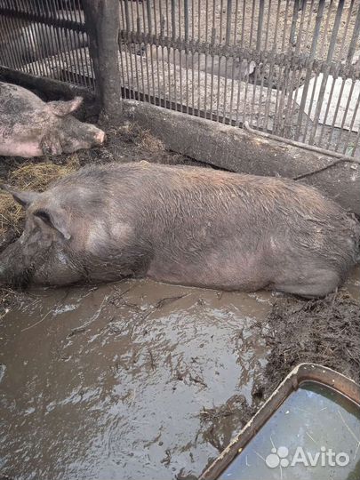 Хряк рабочий