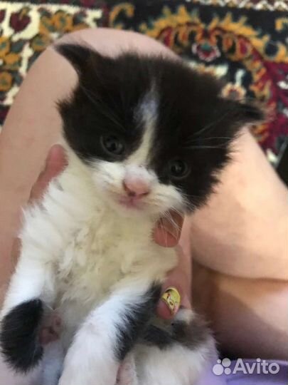 Котята ищут дом