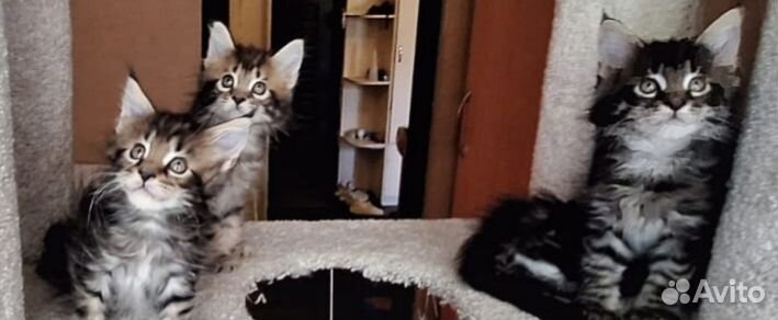 Котята мейн-кун