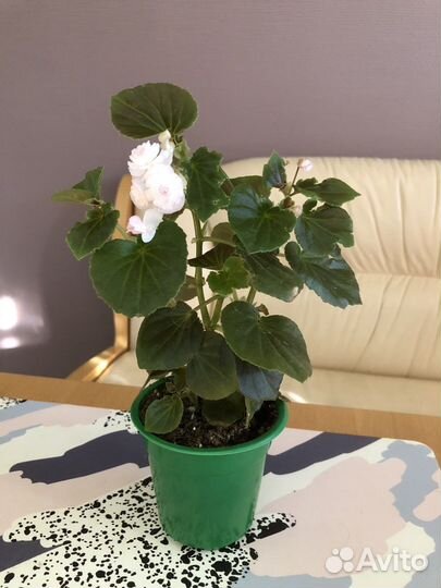 Бегония вечноцветущая