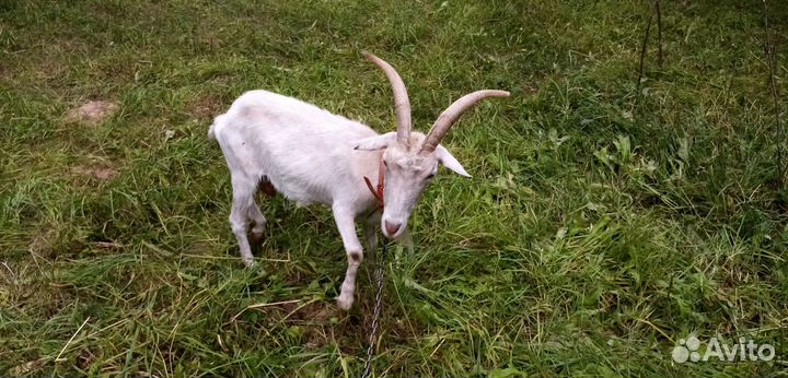 Продаются козы