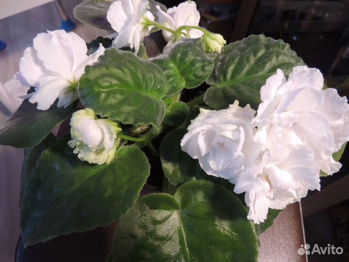 Комнатные растения цветущие