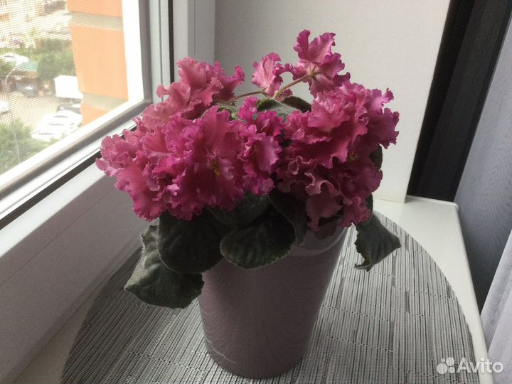 Узамбарская фиалка «Амадеус» sport