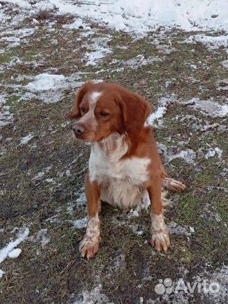 Бретонский Эпаньоль (Бретон) для вязки