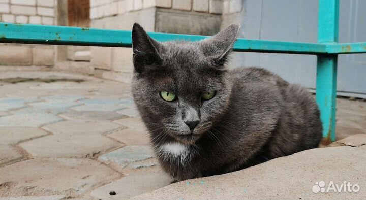 Котик в добрые руки