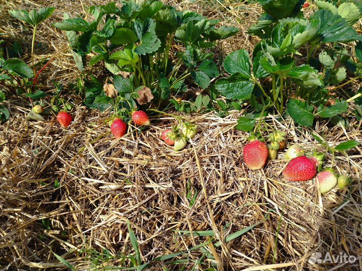 Рассада клубники зинга зингана