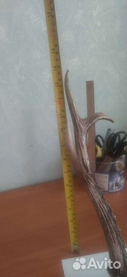 Рога косули