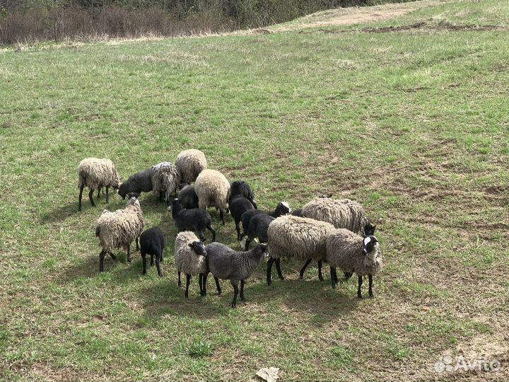 Бараны овцы романовские на племя и на мясо