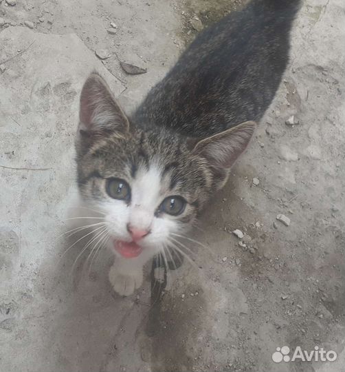 Котёнок в дар
