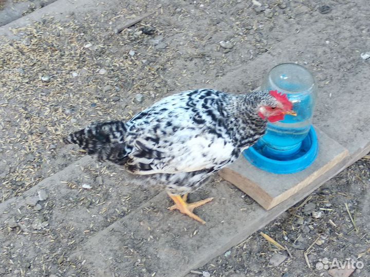 Молодые петухи