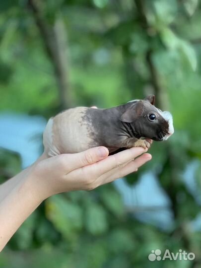 Скинни морская свинка малыши